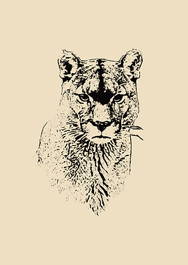 Mountain lion