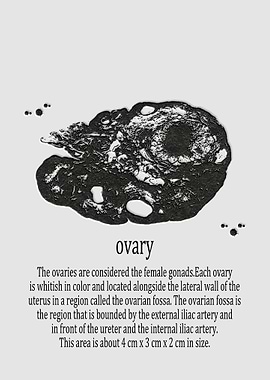 ovary