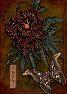 Chrysanthemum and moth