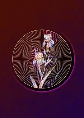 Elder Scented Iris Mosaic