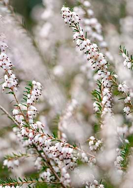 Winter Heaths