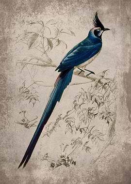 Black throated magpie jay