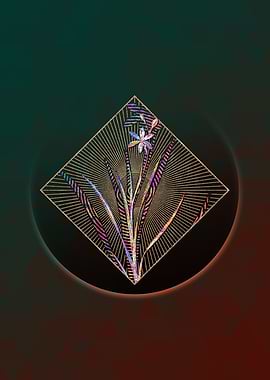 Ixia Anemonae Flora Mosaic