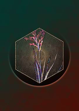 Gladiolus Cunonius Mosaic