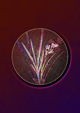 Gladiolus Xanthospilus