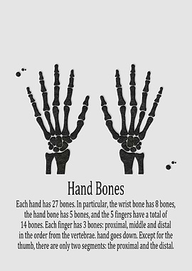 Hand Bones