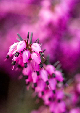 Pink Heath