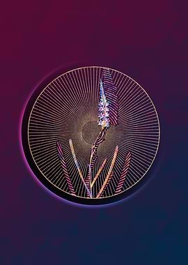 Ixia Cepacea Floral Mosaic