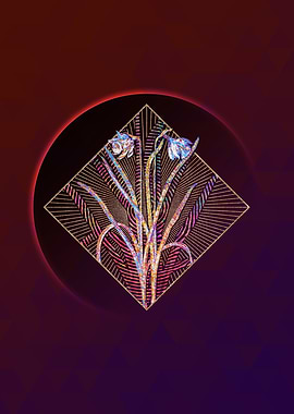 Narcissus Candidissimus