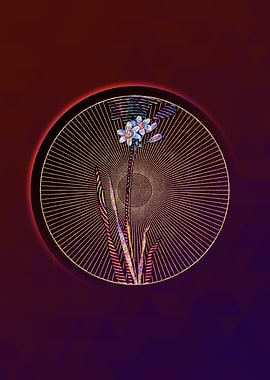 Galaxia Ixiaeflora Mosaic