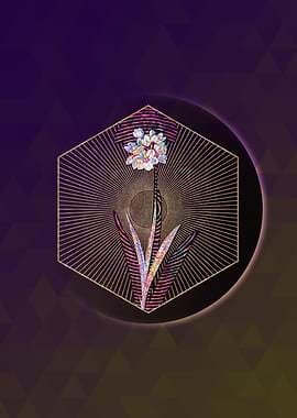 Ixia Maculata Mosaic