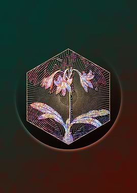 Netted Veined Amaryllis