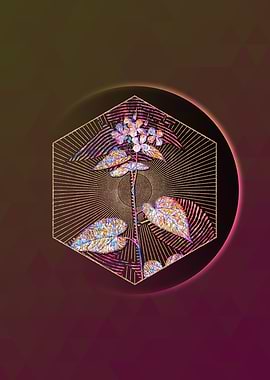 Morning Glory Flower