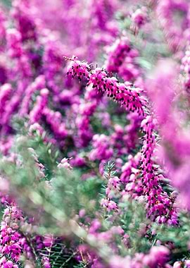 Pink Heath II