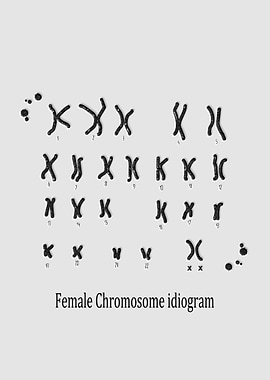 Female Chromosome idiogram