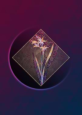 Gladiolus Cuspidatus