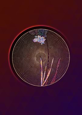 Ixia Filiformis Mosaic