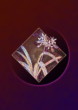 Pancratium Illyricum