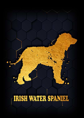 IRISH WATER SPANIEL