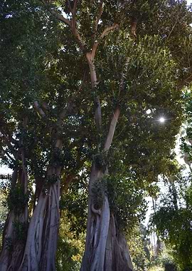 Moreton bay fig 1