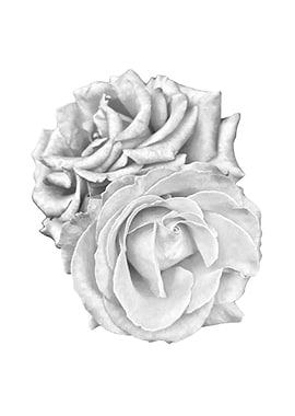Two silver roses