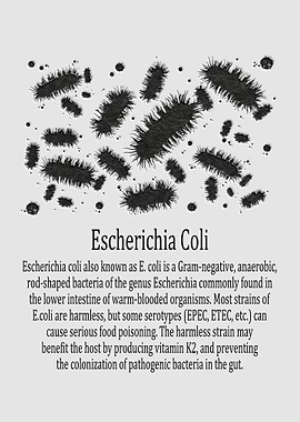 Escherichia Coli