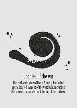 Cochlea of the ear