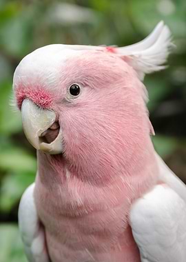 Cute Bird Parrot