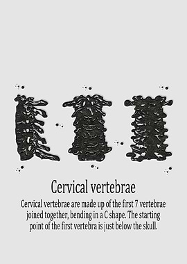 Cervical vertebrae