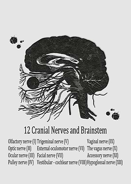 12 Cranial Nerves and Brai