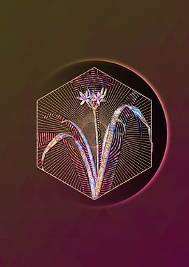 Small Flowered Pancratium