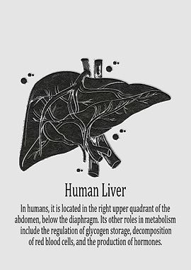 Human Liver