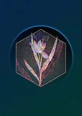 Tulipa Oculus Colis Mosaic