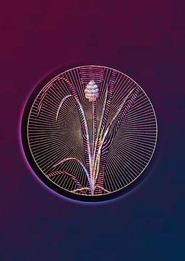 Gold Veltheimia Abyssinica