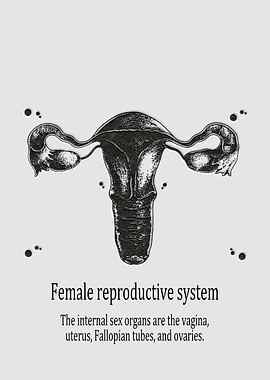 Female reproductive system