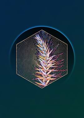 Whorled Solomons Seal