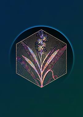 Wachendorfia Thyrsiflora