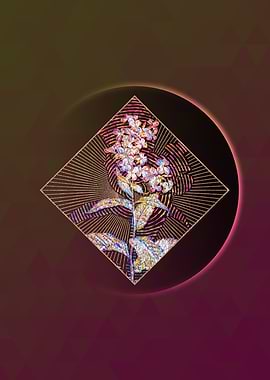 White Gillyflower Bloom