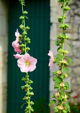 Closeup of a Hollyhock