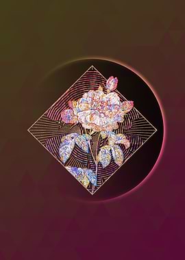 Duchess of Orleans Rose