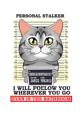 American Shorthair Cat