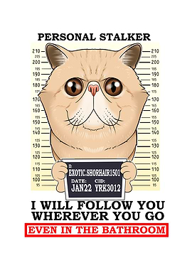 Exotic Shorthair Cat