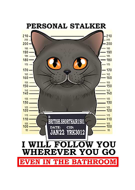 British Shorthair Cat