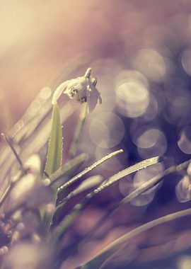 White snowdrops, macro