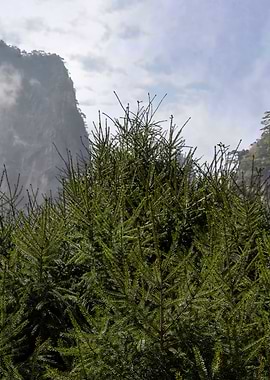 Taiwan Alpine Scenery