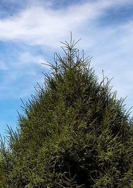 Taiwan Alpine Scenery