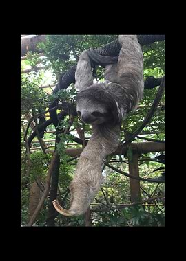 Sloth