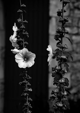 Closeup of a Hollyhock