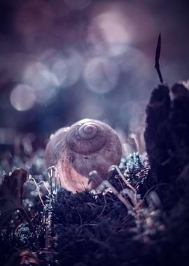 Seashell in the forest