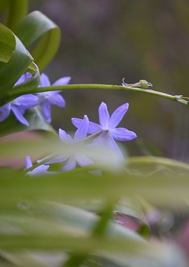 Scilla lingulata 2